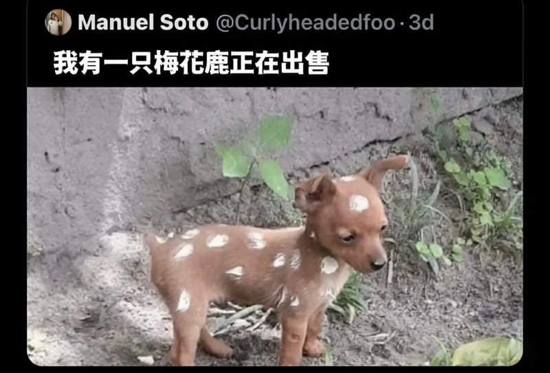 狗