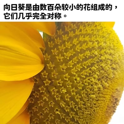 图片上方配有文字说明“向日葵是由数百朵较小的花组成的，它们几乎完全对称。”，下方是向日葵花盘的特写照片。照片清晰展示了向日葵中心密集排列的众多小型黄色花朵，这些小花呈现出近乎完美的对称结构，花盘左侧可见部分向外舒展的黄色花瓣，整体画面突出了向日葵独特的花序组成特点。