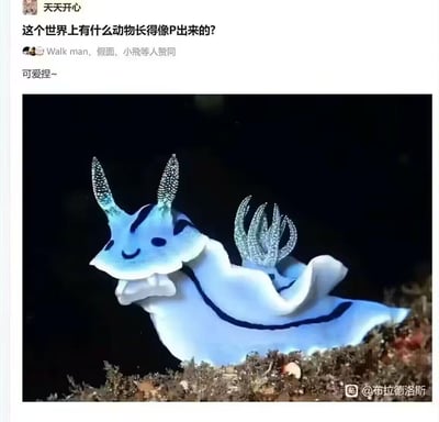 社交媒体帖子截图，用户“天天开心”提问“这个世界上有什么动物长得像P出来的？”，下方有“Walk man、假面、小飛等人赞同”及评论“可爱捏~”。主图为一只蓝色的海洋生物，身体呈半透明状，头部有两根对称的角状附肢，顶端呈羽毛状且带有白色斑点，背部还有几簇类似的结构，整体造型圆润，腹部白色，边缘有深蓝色条纹，面部看起来像带着微笑，因外形过于独特而显得像P图产物。