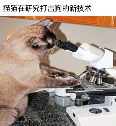 这是一张充满趣味的宠物实拍图，画面中的暹罗猫做出拟人化的动作：前爪搭在显微镜的载物台区域，将鼻子凑在显微镜的目镜处，姿态与人类使用显微镜进行科研研究时的状态高度相似。图片上方配有文字“猫猫在研究打击狗的新技术”，结合大众认知里猫狗之间的“小对立”关系，用拟人化的玩梗方式，将猫咪塑造成专注研发针对狗狗的“新技术”的科研人员，营造出诙谐搞笑的氛围，把宠物的偶然有趣瞬间转化为带有话题性的趣味梗图，很容易引发宠物爱好者的共鸣。