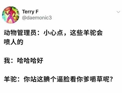 这是一张社交媒体截图，内容为虚构的搞笑对话场景。动物管理员提醒“小心点，这些羊驼会喷人的”，“我”以“哈哈哈好”轻松回应，而羊驼则突然爆粗口怼道“你站这腆个逼脸看你爹嚼草呢？”。通过动物拟人化的粗俗回应制造强烈反差幽默，展现了网络段子中常见的意外反转笑点。