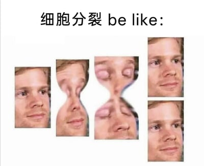 这张图通过多图拼接的视觉错位手法，模拟细胞分裂的完整过程：从左至右依次展示了初始状态的单个人脸图像，接着图像中部开始拉伸变形，呈现出细胞即将分裂的缢裂状态，随后图像彻底分裂为上下两个部分，最终形成两个与初始图像完全一致的人脸。图顶部的文字“细胞分裂 be like:”点明了创作意图，用真人脸的变形分裂过程，以幽默、直观的方式还原了细胞从单个分裂为两个的生物过程，让严肃的科普内容变得生动有趣，降低了理解门槛。