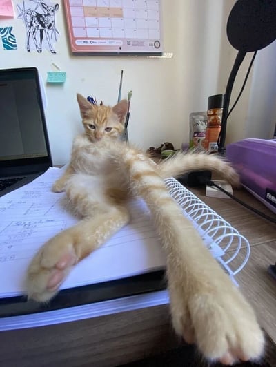 这张图片呈现了一个充满趣味的视觉错觉场景：一只浅橘色的小猫慵懒地趴在办公桌面的线圈笔记本上，它的身体与尾巴的摆放位置巧妙形成视觉误导，让观者乍一看以为这只小猫长了四条超长的前腿，姿态滑稽又可爱。背景是典型的日常办公/居家办公环境，左侧有一台打开的笔记本电脑，后方墙面上贴着日历和小鹿造型的贴纸，桌面上还摆放着笔筒、瓶装护理用品、零食袋等物品，整体氛围轻松日常，小猫的奇特姿态成为了画面的绝对焦点，极具趣味性。