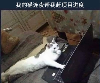 这是一张充满趣味的生活静态摄影图，画面场景为室内沙发区域，一只白底带灰斑的猫咪仰躺在铺有深色毯子的沙发上，身体完全舒展，姿态放松。猫咪一只前爪搭在打开的黑色笔记本电脑的键盘位置，另一只前爪自然地放在脸颊旁，眼神专注地看向电脑屏幕，仿佛正认真操作电脑赶工。图片顶部配有白色文字“我的猫连夜帮我赶项目进度”，采用拟人化的创作手法，将猫咪的可爱姿态与职场打工人赶项目的疲惫场景结合，用幽默反差的方式调侃职场压力，引发打工人的情绪共鸣，兼具趣味性与生活化气息。