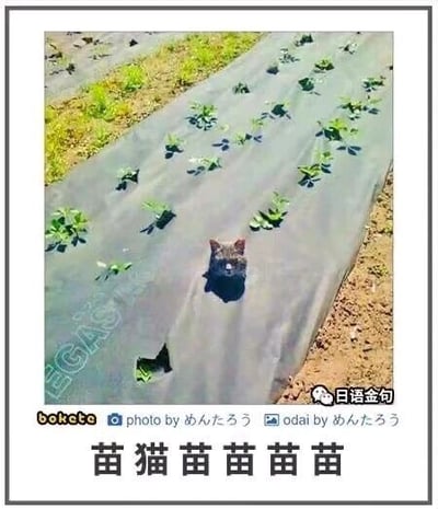 这是一张原始拍摄的静态单图，画面展示了一片铺设黑色地膜的菜地，地膜上的种植孔里生长着多株嫩绿的菜苗，其中一个种植孔中钻出了一只灰色的猫咪，仅露出头部，和周围的菜苗整齐排列，视觉上仿佛猫咪也是一株特殊的“菜苗”。图片下方配有文字“苗猫苗苗苗苗”，利用“苗”与猫咪叫声“喵”的谐音，打造出趣味十足的谐音梗，让原本普通的农场场景变得滑稽搞笑，充满了生活趣味。