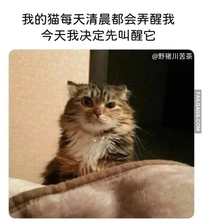 这是一张图文混排的搞笑宠物梗图，上方配文描述了主人的日常困扰：每天清晨都会被自己的猫弄醒，于是决定今天先一步叫醒猫；下方的图片则展示了被叫醒后的猫咪状态——它毛发凌乱炸毛，眼神呆滞涣散，一脸懵圈地趴在织物上，看起来十分狼狈。配文和猫咪的状态形成强烈反差，既体现了主人平时被猫叫醒的无奈，也用猫咪的惨状表现出反向操作的搞笑效果，精准戳中养猫人群的共鸣，充满趣味。