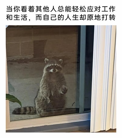这是一张引发情绪共鸣的图文梗图，上方配有文案“当你看着其他人总能轻松应对工作和生活，而自己的人生却原地打转”，下方是一张真实拍摄的浣熊照片：浣熊站立在玻璃外侧，眼神带着羡慕与无奈，一只前爪抬起，仿佛在向内张望他人的生活。这张图将浣熊的神态与当代人在对比他人顺遂生活时，自己却陷入人生困境的失落、焦虑又无力的情绪精准结合，戳中了很多人在工作和生活中产生的自我怀疑与挫败感，能够让有相似经历的人产生强烈共鸣。