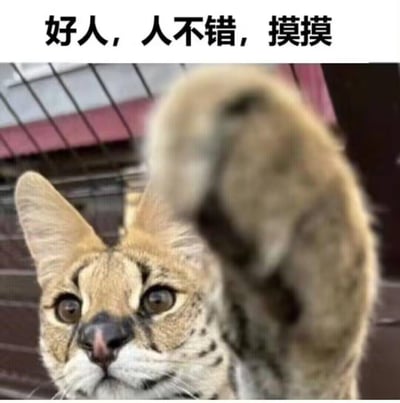 这是一张文字加注类动物表情包，主体是一只真实拍摄的薮猫，它抬起爪子，做出类似摸头的动作，上方配文「好人，人不错，摸摸」，将薮猫的动作拟人化，用来表达对他人的认可、表扬，传递出软萌友好的情绪，适合在好友互动、社交平台中用来夸赞、安慰他人。
