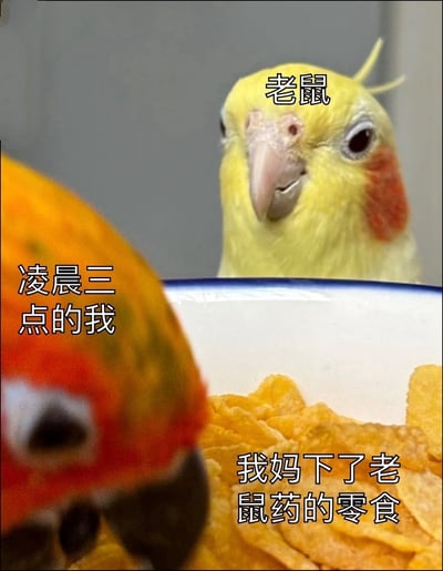这是一张搞笑改编梗图，使用玄凤鹦鹉的实拍照片搭配文字创作而成。创作者将画面后方清晰的黄化玄凤鹦鹉标注为「老鼠」，左侧虚化的玄凤鹦鹉标注为「凌晨三点的我」，碗里的零食标注为「我妈下了老鼠药的零食」，用拟人化的比喻调侃熬夜的人凌晨饿醒后偷偷去吃妈妈本来放来毒老鼠的零食时的状态，把偷吃的自己比作偷食的老鼠，内容生动有代入感，笑点十足。