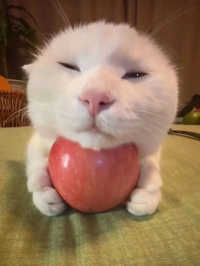 一只毛茸茸的白猫，双眼微眯，前爪抱着一颗鲜红的苹果，苹果紧贴着它的嘴巴，表情看起来十分满足惬意。背景中隐约可见编织篮子和绿植，整体氛围温馨可爱。