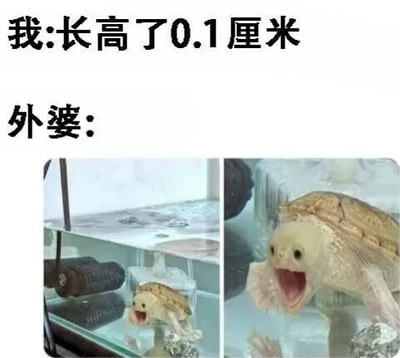 图片上方有两行文字，分别是“我:长高了0.1厘米”和“外婆:”。下方是两张左右排列的乌龟照片，左侧乌龟在玻璃缸中神态平静，右侧乌龟则张大嘴巴，露出夸张的兴奋表情。通过将微小的身高增长与乌龟极度激动的反应相对应，形成幽默反差，调侃长辈对晚辈成长细节的过度关注和夸张反应。