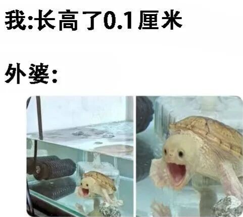 乌龟
