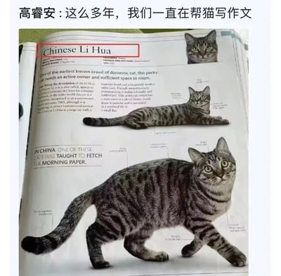 这张图片由上方的中文配文和下方的宠物刊物页面组成。上方配文“高睿安：这么多年，我们一直在帮猫写作文”是趣味调侃，因为刊物里将中国狸花猫的英文标注为“Chinese Li Hua”，而“Li Hua”正是国内英语作文中频繁出现的虚构人物“李华”，形成了巧合的谐音梗。刊物页面里详细介绍了中国狸花猫，称它是已知最早的家猫品种之一，性格活泼需要足够活动空间，还提到中国有狸花猫学会取晨报的趣事，同时配有三张不同姿态的狸花猫图片，并对猫咪的肌肉腿、长尾巴、斑纹等外形特征做了细致标注，兼具科普性和趣味性。