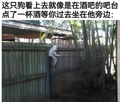 一只白色狗狗将前爪搭在木质围栏上，身体微微前倾向外张望，姿态酷似在酒吧吧台点酒后等待同伴的顾客。图片上方配有文字：'这只狗看上去就像是在酒吧的吧台点了一杯酒等你过去坐在他旁边：'，通过拟人化的比喻制造出轻松有趣的效果。
