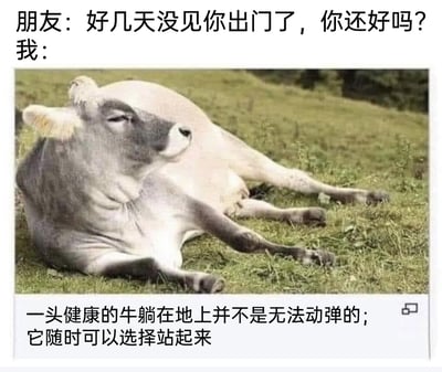 这是一张用于自我调侃的图文结合网络梗图，画面上方呈现一段日常对话：朋友关切询问多日未出门的“我”近况如何，“我”则用一张实拍的牛的图片来回应。图片里的牛四肢舒展地瘫躺在草地上，半眯着眼睛，神态慵懒放松。图片下方配有文字说明“一头健康的牛躺在地上并不是无法动弹的；它随时可以选择站起来”，用这头健康却主动躺平的牛来类比自己的状态，表明自己并非失去行动能力，只是主动选择了宅家不出门、“躺平”的生活方式，幽默又精准地表达了当代年轻人偶尔想摆烂、拒绝社交出门的心态，充满趣味性。