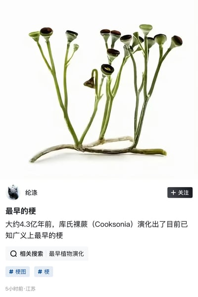图片上半部分是一株早期原始维管植物库氏裸蕨（Cooksonia）的复原图。画面以纯白色为背景，主体具有横向延伸的基部，上方生出多根细长、光滑的绿色茎干，茎干多次二叉分枝，枝端生有杯状或近球状的深色孢子囊，部分孢子囊顶部呈黑褐色，其中还有一个结构弯曲下垂。下半部分是中文社交媒体帖文截图，作者名为“纶涤”，标题为“最早的梗”，正文写道：“大约4.3亿年前，库氏裸蕨（Cooksonia）演化出了目前已知广义上最早的梗”。下方还有“相关搜索：最早植物演化”以及“#梗图”“#梗”两个话题标签，并显示“5小时前·江苏”。这张图的笑点在于“梗”的双重含义：它既可以指植物的枝、茎或梗，也在网络语境中指代梗图、笑点或流行素材。因此，库氏裸蕨作为具有早期茎干结构的植物，被调侃为“最早的梗”，形成冷笑话式的科普双关。