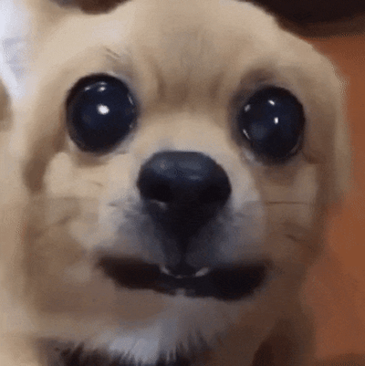A small dog with disproportionately large, shiny black eyes makes subtle facial expressions and slight head movements. The dog's eyes appear extremely large compared to its face, giving it a surprised and somewhat comical appearance. The background shows a wooden floor, suggesting an indoor setting. The dog's facial expressions change slightly throughout the animation, with minor movements of the mouth and head position.