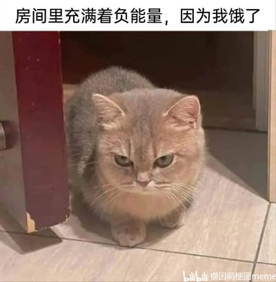 这是一张搞笑的宠物表情包，画面主体是一只棕灰色的英短猫咪，它蜷缩在房间门旁的地面上，前爪趴在身前，眼皮耷拉，满脸委屈幽怨，神情低落。图片顶部配文“房间里充满着负能量，因为我饿了”，将猫咪的低落神态拟人化，生动地表达出饥饿时的负面小情绪，用可爱的宠物形象来调侃日常饥饿的状态，十分贴近生活，容易引发吃货们的共鸣。