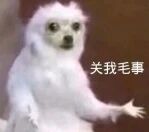 图片中是一只白色吉娃娃，表情略显冷漠，抬起一只前爪，仿佛在做摊手动作。图片右侧有黑色文字'关我毛事'，整体表达一种事不关己、漠不关心的态度，常用于社交媒体中回应与自己无关的事情。