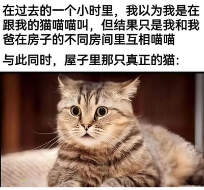 图片上半部分为黑色文字，讲述了一个生活趣事：过去一小时里，“我”误以为在和猫咪喵喵互动，最终发现是与父亲在不同房间互相喵喵叫。下半部分是一只虎斑猫的照片，它睁着圆溜溜的大眼睛，表情显得震惊又困惑，仿佛在旁观这场人类间的“猫咪对话”误会。整体通过文字与猫咪表情的反差制造幽默效果，展现家庭生活中的搞笑瞬间。