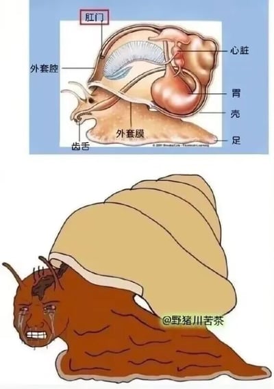 这是一张上下对比的图文混排图，上方为专业的蜗牛解剖示意图，清晰标注了肛门、心脏、胃、壳、足、外套膜、外套腔、齿舌等蜗牛的身体器官，其中特别的是蜗牛的肛门位于头部区域；下方是一张恶搞P图，创作者将蜗牛的头部替换为一个满脸痛苦、流泪皱眉、咬牙咧嘴的人脸，这个人脸的位置恰好对应上方解剖图中蜗牛肛门的位置，通过这种生物结构与人类表情的错位结合，制造出荒诞搞笑的效果，暗喻了像“社畜”一样被压榨的痛苦处境，用科普图做梗来进行幽默调侃。