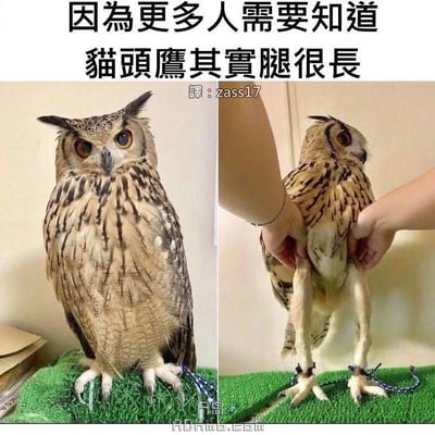 这是一张左右结构的对比科普趣味图，顶部配有繁体中文说明文字“因為更多人需要知道 貓頭鷹其實腿很長”。左侧图片呈现猫头鹰正常站立的状态，腿部被浓密的羽毛完全遮挡，看起来腿部很短，符合大众对猫头鹰的常规印象；右侧图片中有人用双手将猫头鹰的身体向上抬起，被羽毛隐藏的修长腿部完全露出，和左侧的状态形成强烈反差，生动科普了猫头鹰腿长的冷知识。图中还标注有译者信息，底部有站点水印。