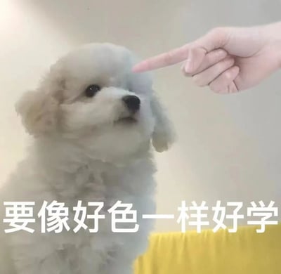这是一张趣味表情包，画面主体是一只白色卷毛小狗（外观类似比熊犬），它抬头看向画面右上方，一只人类的手伸出食指指着小狗的额头位置，小狗的神态显得懵懂又略带委屈。图片底部配有醒目的白色大字标语“要像好色一样好学”，采用反差感的调侃话术，将人们对其他事物的热情类比到学习上，以幽默的方式劝诫他人投入学习，风格搞笑接地气，适合在社交场景中用来激励学习或调侃朋友。