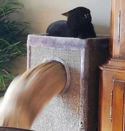 一只黑猫端坐在灰色猫抓板顶端，身体前倾，抬头张嘴露出牙齿，表情惊讶地看向斜上方。猫抓板侧面圆形洞口处，一条蓬松的浅色猫尾正快速甩出，仿佛有另一只猫咪在内部活动。背景可见绿色植物和木质家具，整体画面温馨又充满戏剧性，展现了猫咪间趣味互动的瞬间。