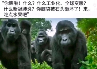 这是一张经过文字改编的静态梗图，画面主体是BBC纪录片中拍摄的一群表情严肃、朝着镜头方向走来的大猩猩，图片上方添加了一段拟人化的文字，模拟大猩猩的口吻说道：“你醒啦！什么？什么工业化、全球变暖？什么新冠肺炎？你脑袋被石头砸坏了！来，吃点水果吧”。这段文字用一种原始、简单的视角，调侃了人类社会面临的工业化、全球变暖、新冠疫情等一系列严肃的现实议题，表达出人们想逃离繁杂的现实压力，回归简单无压力的原始生活的情绪，是一种用来解压、自嘲的网络梗图。