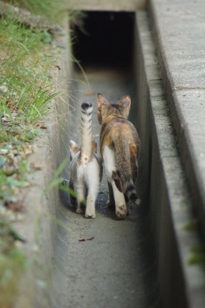 两只小猫正并排走向一个混凝土排水管道，其中一只为白色，另一只为三花猫。它们的尾巴高高翘起，正一起往黑暗的管道深处走去，仿佛在进行一场探险。管道两侧有杂草生长，整体场景呈现出一种自然与城市设施交融的氛围。