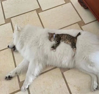 图片中一只通体雪白的萨摩耶犬侧躺在米黄色的瓷砖地板上，四肢自然舒展，头部微微偏向一侧，嘴巴微张，睡得十分香甜。更令人暖心的是，一只戴着蓝色项圈的虎斑小奶猫正蜷缩在萨摩耶柔软蓬松的背上，身体紧贴着狗的皮毛，双眼紧闭，同样进入了深度睡眠，小爪子轻轻搭在狗的背上，画面充满了跨物种间的治愈与温馨。