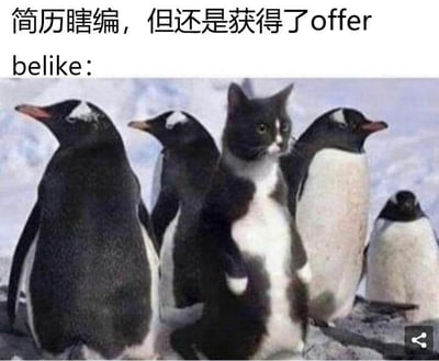 图片上方配有文字“简历瞎编，但是获得了offer belike：”，下方是一张经过P图处理的图片，画面中一只黑白相间的猫站立在一群企鹅中间，猫的体型和姿态与周围的企鹅相似，仿佛混入其中。该梗图通过猫假装成企鹅的场景，幽默调侃了那些简历内容不实却依然成功获得工作offer的现象，用“belike”（像这样）的网络流行表达方式，生动展现了“浑水摸鱼”成功的情景。