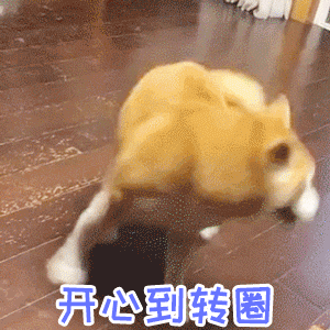 柴犬开心到原地转圈的可爱瞬间