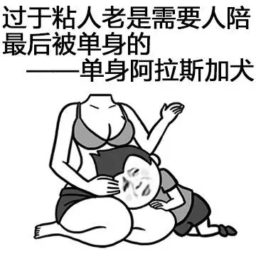 过于粘人导致单身的阿拉斯加犬