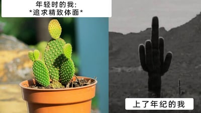 这是一张左右对比的趣味梗图，通过仙人掌的形态变化来比喻人生不同阶段的心态转变。左侧是一盆形态圆润可爱、栽种在花盆里的精致盆栽仙人掌，上方配文“年轻时的我：*追求精致体面*”，象征着年轻时注重外在形象、努力维持体面状态的人生阶段；右侧是一张黑白的野外仙人掌剪影，其外形酷似竖中指的手势，下方配文“上了年纪的我”，用来调侃随着年龄增长，人们逐渐不再在意他人的眼光和评价，变得随性洒脱，敢于展现真实的情绪和态度，甚至带点“怼人”的直白感，用幽默的方式引发人们对不同人生阶段心态变化的共鸣。