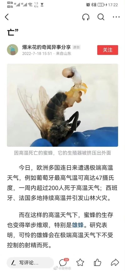 这是一张社交媒体截图，展示了一只因极端高温天气死亡的蜜蜂，其生殖器被挤压外露。帖子内容描述了2022年欧洲多国遭遇的极端高温现象，包括葡萄牙47摄氏度高温导致200多人死亡，以及西班牙、法国等地的山林火灾。特别提到了雄蜂在高温下会不受控制地射精而死这一现象。