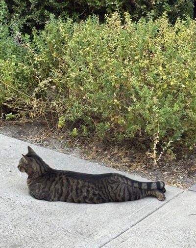 图片中一只狸花猫正伸展身体平趴在灰色的人行道上，面朝左侧，全身毛发呈黑棕相间的条纹状。背景是茂密的绿色灌木丛，部分叶片带有枯黄，底部散落着一些干枯的枝叶，营造出自然的户外环境。猫咪姿态放松，身体完全摊开，展现出慵懒惬意的状态，整体画面给人一种宁静治愈的感觉。
