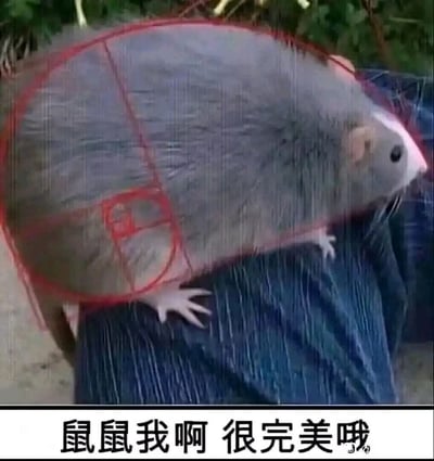 这是一张经过P图改编的静态表情包，画面主体是一只灰色的老鼠，它趴在蓝色的布料上，背景是模糊的绿色植物。老鼠的身体被一个红色的完美圆形框（类似代表标准、完美的黄金分割圆）圈住，图片底部配有黑色文字“鼠鼠我啊 很完美哦”。该图采用了网络流行的“鼠鼠文学”拟人化口吻，将老鼠自称“鼠鼠”，结合圈住身体的完美圆框，以可爱又带点小自恋的反差感，用自嘲又乐观的语气表达自我认可的情绪，适合在社交平台用来轻松地传递自我肯定的态度。