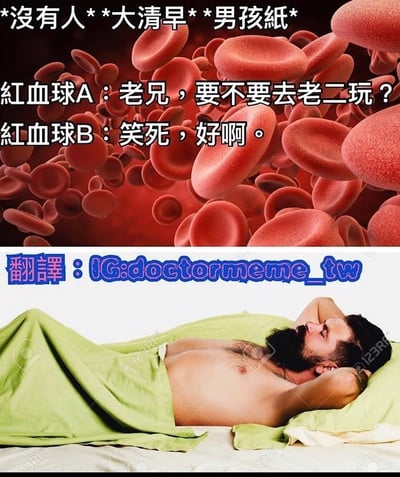 图片分为上下两部分。上半部分以红色血液细胞为背景，配文'**没有人** **大清早** **男孩纸**'，并模拟两个红血球的对话：'红血球A：老兄，要不要去老二玩？红血球B：笑死，好啊。'；下半部分是一名男性躺在床上，盖着绿色毯子，呈现沉睡状态。图片通过拟人化红血球的幽默对话，暗讽男性早晨的生理现象，使用'老二'作为隐晦调侃，整体风格诙谐搞笑。