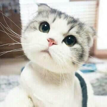 仰头看的灰白可爱猫咪