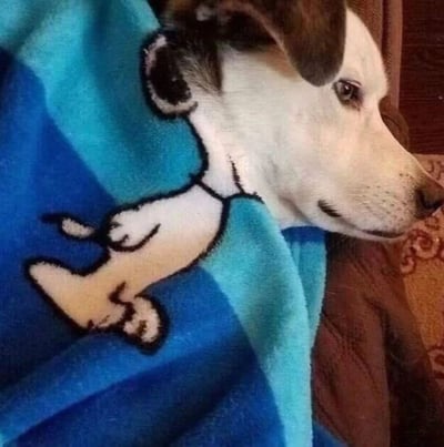 一只白色身体、棕色耳朵的狗狗侧躺在蓝色毯子上休息。毯子上印有一个卡通小狗图案，其耳朵位置恰好与真实狗狗的耳朵完美对齐，形成了奇妙的视觉错位效果——从侧面看，仿佛狗狗长了两副耳朵，真实耳朵与卡通耳朵重叠在一起，创造出一种超现实的趣味画面。狗狗表情平静，眼神看向一侧，似乎并未意识到这个有趣的巧合。