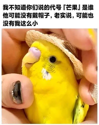 图片上方有一段文字："我不知道你们说的代号「芒果」是谁 他可能没有戴帽子，老实说，可能也没有我这么小"。图片主体是一只黄色的小鸟，被人的手轻轻捧着。小鸟戴着一顶小小的草帽，表情看起来有些疑惑。捧鸟的人的指甲上有黑色的美甲装饰。这张图通过小鸟的口吻幽默地否认自己是某个代号为「芒果」的存在，并调侃对方可能没有戴帽子且体型较大。