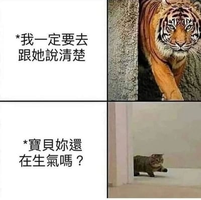 这是一张上下拼接的对比式图文梗图，上半部分左侧配有文字“我一定要去跟她说清楚”，右侧是一只表情严肃、眼神锐利的老虎正迈步走出拐角，气势十足，仿佛即将去和对方强硬对峙；下半部分左侧配有文字“宝贝你还在生气吗？”，右侧是一只从门后探出头的猫咪，姿态小心翼翼，眼神带着讨好，和上半部分的老虎形成了强烈的反差。这张图用动物的形象夸张地还原了很多人在亲密关系中的真实状态：在准备去和对方理论时，在心里给自己打气，气势满满，可真正面对对方时，立刻就放下强硬姿态，变得软萌服软，生动又有趣地调侃了这种“嘴硬秒怂”的反差感。