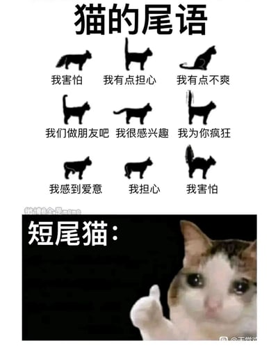 这张图是一张宠物主题的搞笑meme，分为上下两个部分。上半部分是图文混排的“猫的尾语”科普内容，展示了9种不同的猫咪尾巴姿态，每种姿态对应一种具体的情绪，包括害怕、担心、不爽、友好、感兴趣、喜爱等多种状态，用简洁的文字标注了每种尾巴姿势传递的情绪；下半部分则是一个反差搞笑内容，标注“短尾猫：”，搭配了一只眼睛湿润、抬起爪子的短尾猫图片。由于短尾猫天生尾巴短小，无法做出上半部分里的各种尾巴姿势，也就没法用“尾语”来表达情绪，这种生理特征和科普内容的冲突制造了强烈的幽默反差，戳中宠物爱好者的笑点，是一个巧妙结合猫咪生理特点和行为科普的网络梗图。