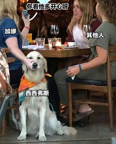 图片中一只金毛犬戴着橙色围巾，正端坐在餐厅的椅子上，周围有几位女性围坐在餐桌旁用餐。图片通过文字标注形成幽默效果：狗被标为“西西弗斯”，一位女性被标为“加缪”，其他人被标为“其他人”，上方还有“你看他多开心呀”的文字。这里运用了哲学梗，西西弗斯是希腊神话中推石上山的人物，加缪曾在哲学著作中探讨西西弗斯的荒诞处境， meme 通过这种反差制造笑点，看似开心的狗狗被赋予了哲学象征意义。