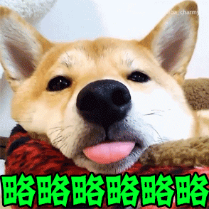柴犬吐舌做鬼脸动态表情包