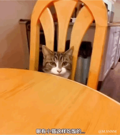 这是一段动态图（GIF），画面中一只狸花猫模仿人类的坐姿，躲在木质餐椅的靠背后方，只露出圆圆的脑袋，正对着餐桌，看起来就像和人类一样坐在餐桌前准备吃饭。图的底部配有字幕“哪有小猫这样吃饭的...”，用拟人化的语气调侃猫咪的可爱坐姿，将猫咪塑造成一个像小大人一样想上桌吃饭的形象，充满趣味与治愈感。