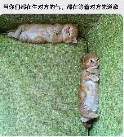 这是一张静态实拍图，画面里两只橘色小奶猫待在绿色的沙发上，上方的小猫闭着眼睛仰躺，四肢放松，摆出一副不想理会对方的姿态；下方的小猫则抱着胳膊，表情气鼓鼓又带着点委屈，仰躺在沙发侧边。图片顶部配有文字“当你们都在生对方的气，都在等着对方先道歉”，用小猫的生动状态精准还原了情侣、朋友等亲密关系里发生矛盾后冷战，双方都倔强地等着对方先低头道歉的场景，内容贴近日常，十分搞笑且容易引发共鸣。