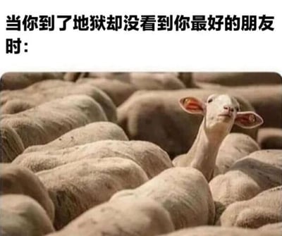 图片上方配有文字'当你到了地狱却没看到你最好的朋友时：'，下方是一张羊群的照片，其中一只羊抬起头，眼神中带着疑惑和四处张望的神情，通过动物的表情幽默地表现出人在预期场景中未见到同伴时的困惑与不解。