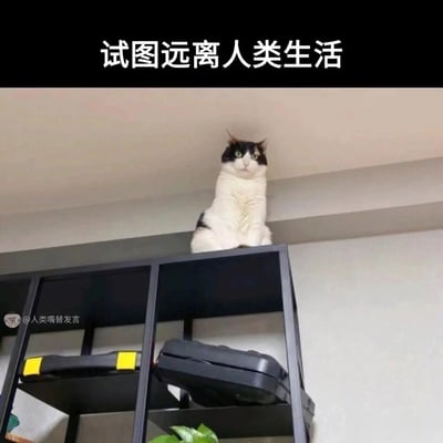 这是一张静态单图，画面主体是一只黑白花色的猫咪，它安静地坐在室内黑色置物架的最顶端，位置靠近天花板，猫咪表情平静略带茫然地看向镜头方向。图片顶部配有醒目的白色文字“试图远离人类生活”，用猫咪躲在高处的状态拟人化地表达了想要远离人群、寻求独处清净的心情，精准贴合当下部分人想要逃离社交、获得独处空间的社恐心态。图片左下角带有“@人类嘴替发言”的水印标识。